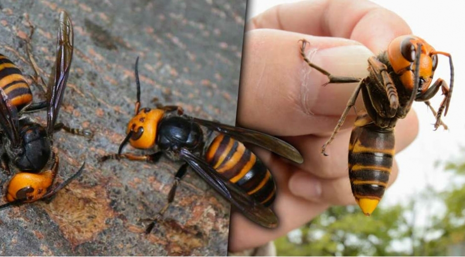Cortesía La preocupación además radica en que al ser aniquiladores de las abejas quienes cumplen un papel importante en el ecosistema con su proceso de polinización, estos avispones podrían afectar gravemente el medio ambiente, la producción alimenticia y la biodiversidad mundial.