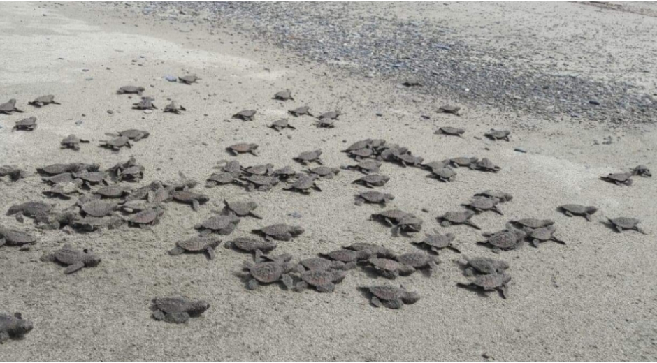 Estas playas son escogidas por las tortugas para arribar y eclosionar debido a sus ecosistemas marinos costeros productivos