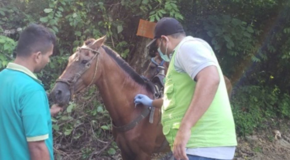 En las veredas Guachaca y Calabazo fueron inmunizados 140 equinos.