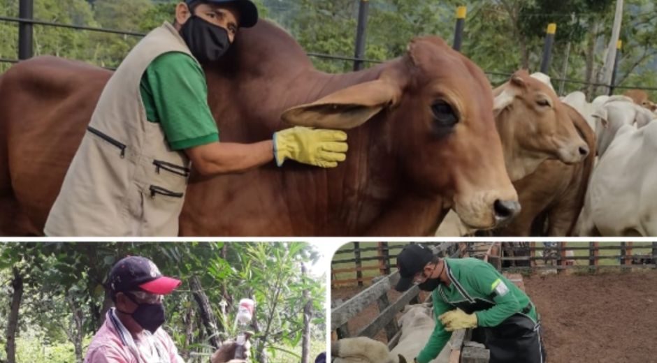 Gracias a la vacunación y a la conservación del estatus que se ha logrado el ingreso de los subproductos agropecuarios y específicamente ganaderos, a los mercados internacionales.