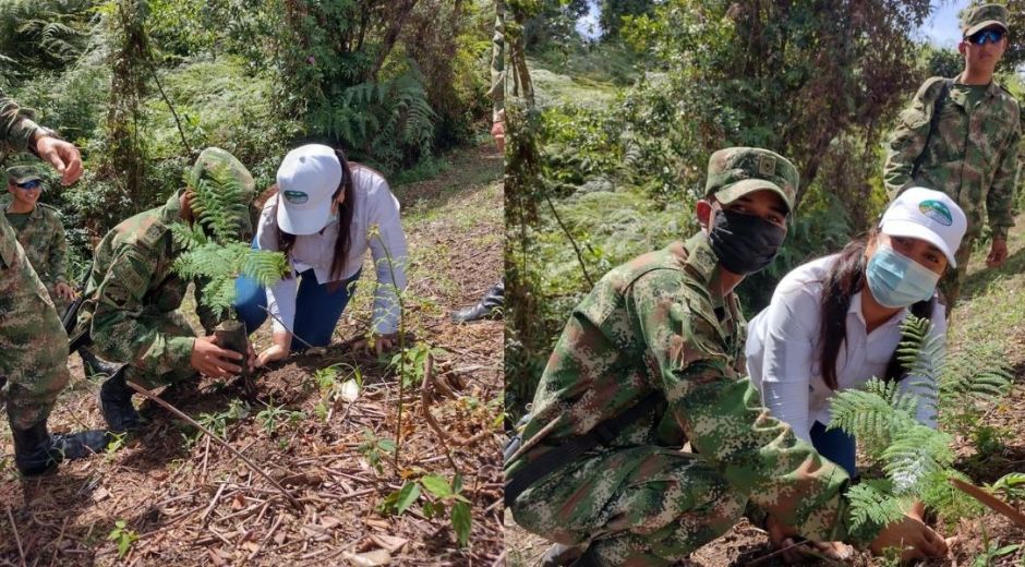 Las siembras se vienen desarrollando en zonas que requieren restauración de ecosistemas 