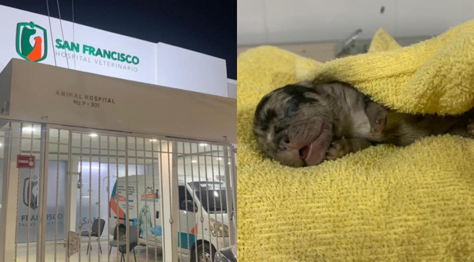 El cachorrito murió en la Clínica San Francisco. 
