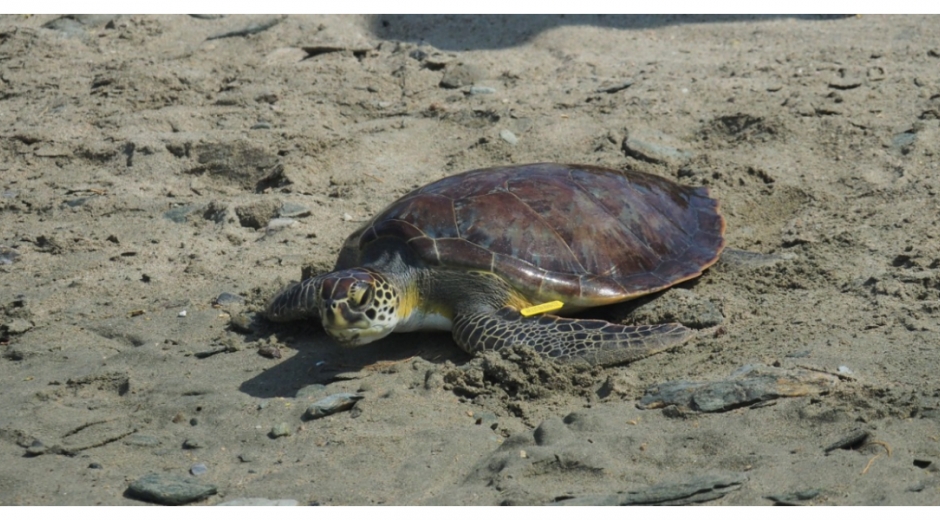 Las tortugas fueron rescatadas en el 2020 por el equipo de expertos del Centro de Atención de Fauna Marina.