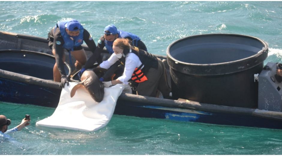 Liberación de uno de los tiburones nodriza. seguimiento.co