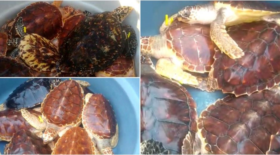 Tortugas liberadas. cortesía