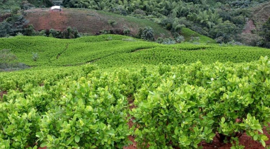 Cultivos de coca en Colombia.