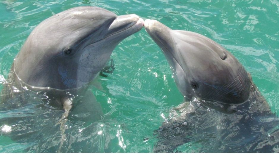 Los delfines fueron encontrados por pescadores en Ciénaga- Tasajera