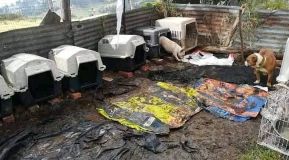 Fundación donde albergaban a los caninos.