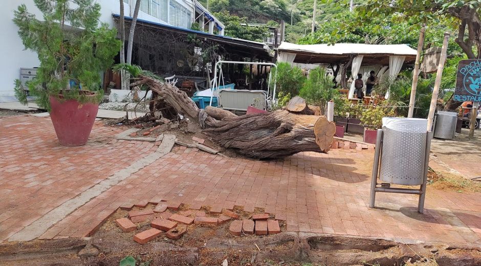 Árbol de Trupillo en Taganga.