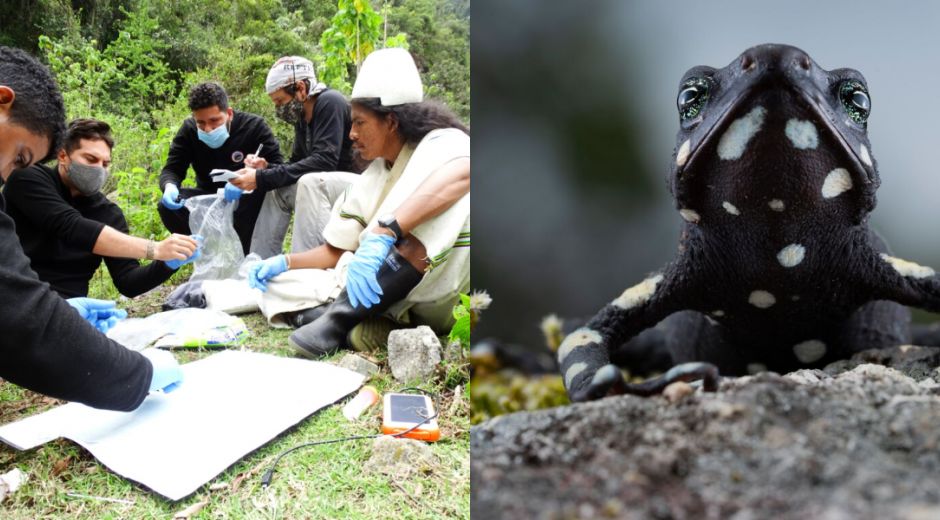 La Alma Mater integra la primera red para proteger las ranas Arlequín.