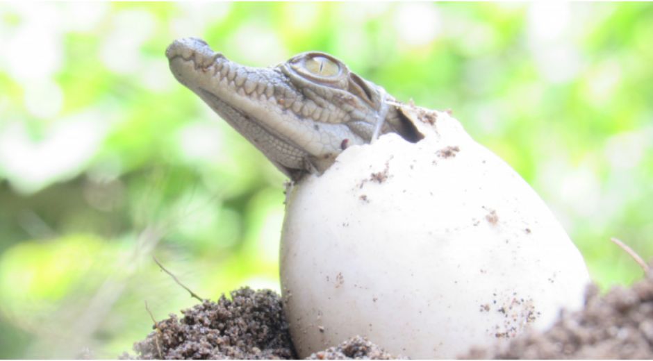 Fueron rescatados en julio del presente año.