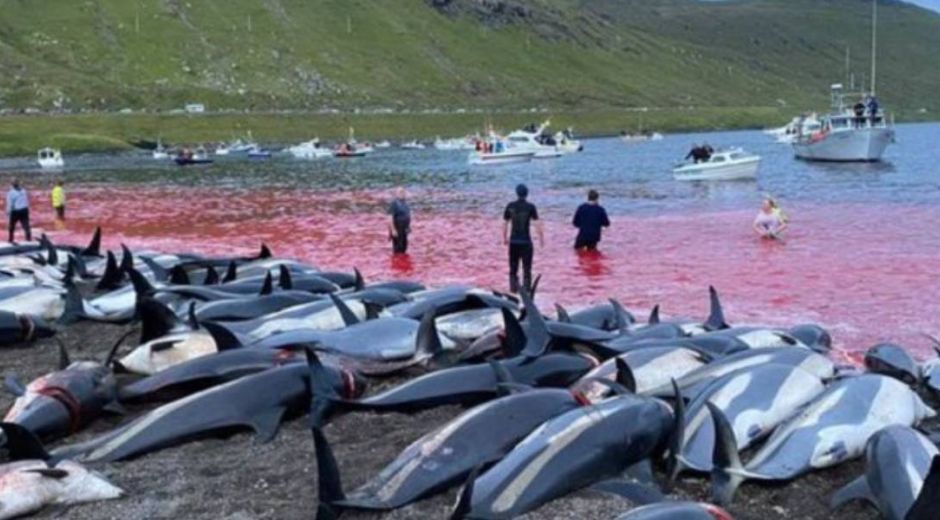 Delfines sacrificados en Islas Feroe.