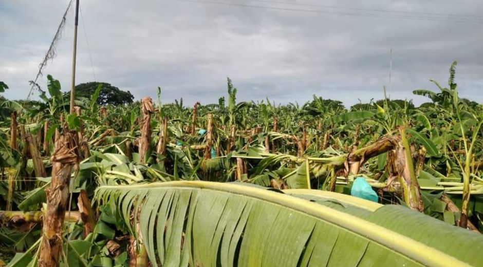 Cultivos se vieron afectados por lluvias.