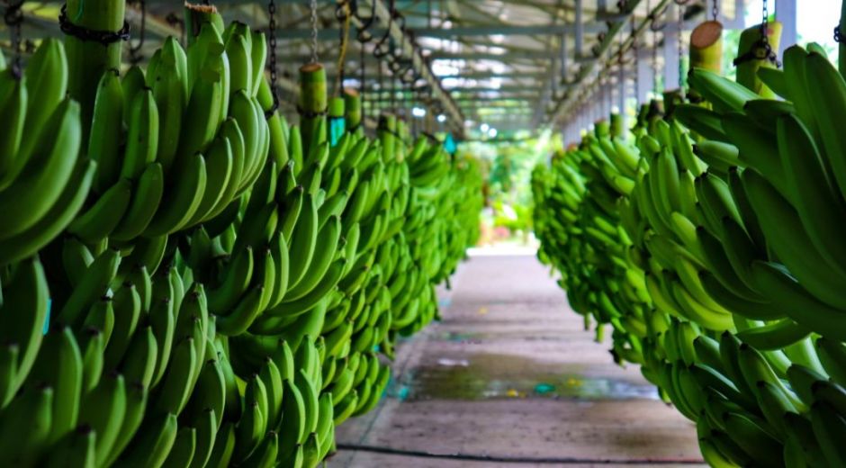 Las exportaciones banano a nivel nacional crecieron 0.8% respecto al 2020.