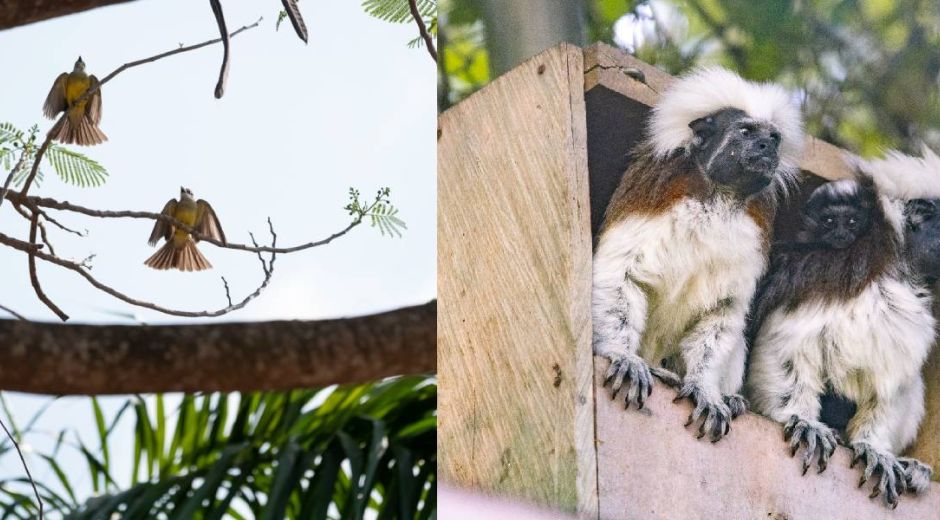 Fauna silvestre colombiana