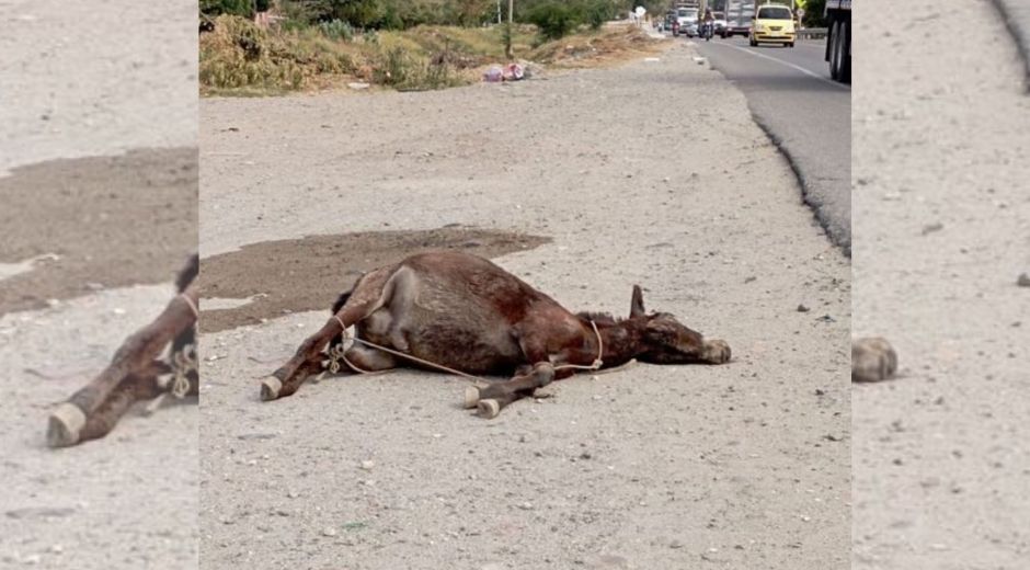 Equino encontrado en Bastidas.