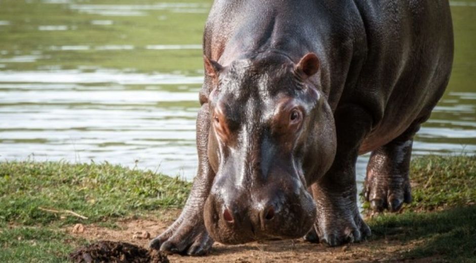 El hipopótamo es una especie longeva, vive alrededor de 40 años en estado silvestre y hasta 50 años en cautividad