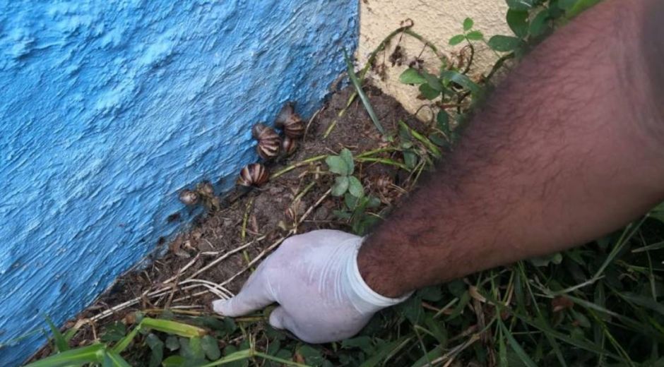 Caracol africano en Santa Marta.