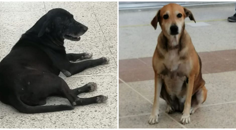 Trump (izq) y Noa son los dos perros que están sentenciados si no salen de la Terminal de Transportes.