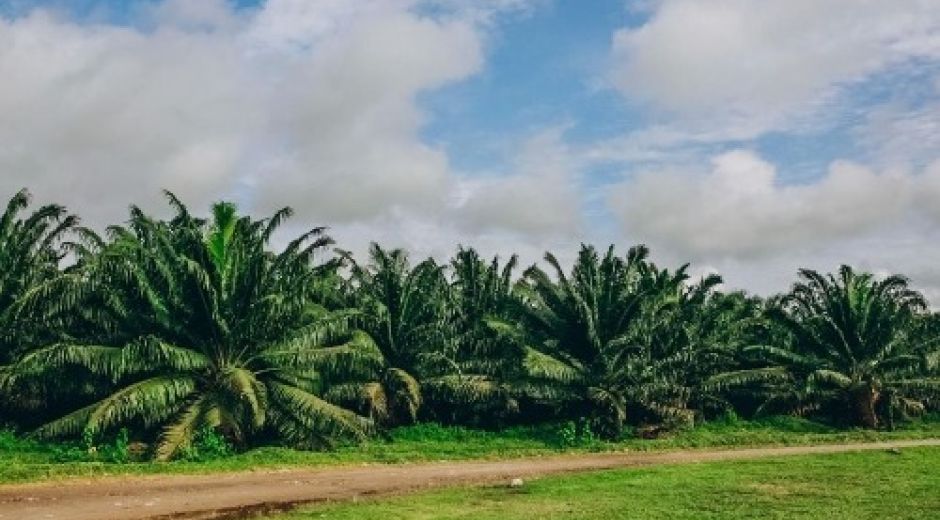 Fedepalma El buen comportamiento de la producción durante 2022 ha permitido atender adecuadamente el mercado interno.