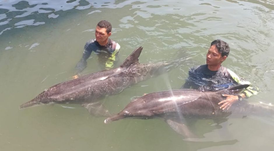 delfines rescatados 