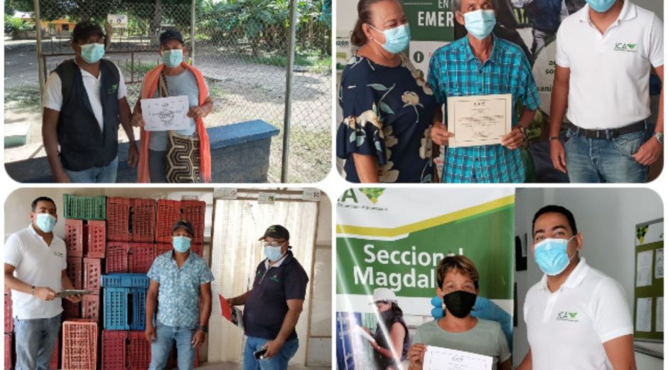 ICA Productores de banano del Magdalena se certifican.