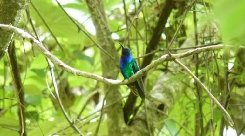 Internet Campylopterus phainopeplus