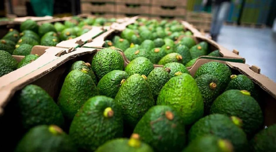 Forbes Aguacate Hass