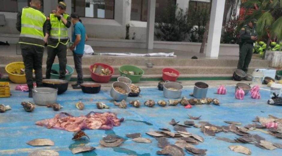 Semana Tortuga decomisada.