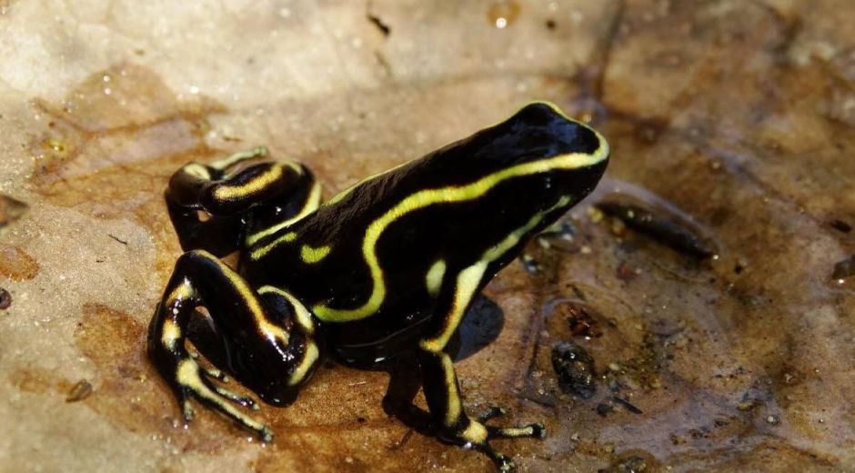 Ranas investigadas por la Unimagdalena.