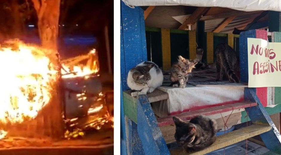 Cortesía Gatitos polideportivo.