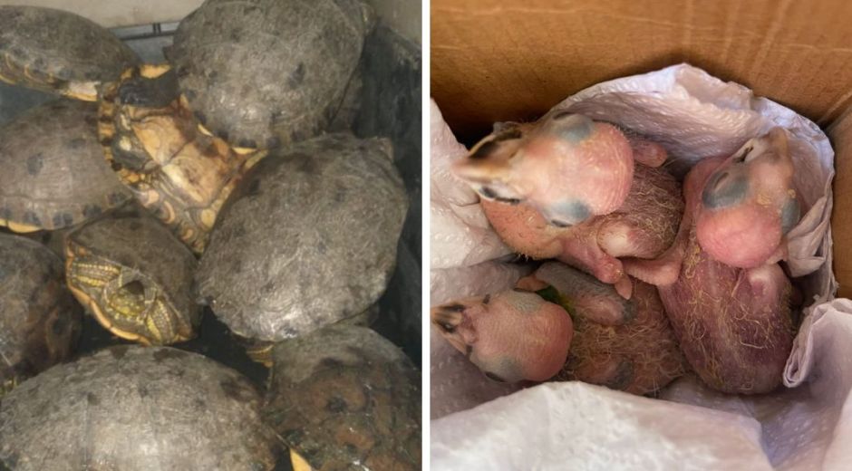37 hicoteas y 4 neonatos de Guacamayas.