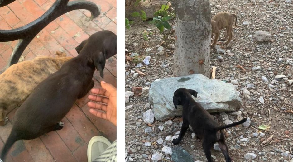 Perritos abandonados en el Parque de los Novios.