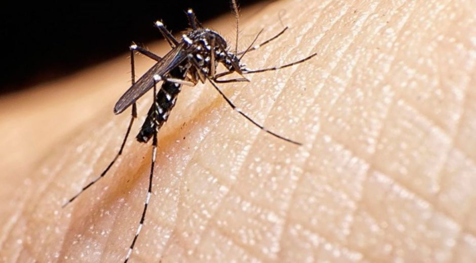 Referencia Dengue