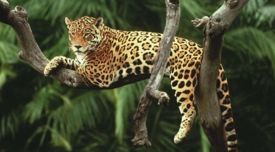 ‘En la piel del jaguar’: la campaña para salvar a esta especie en Colombia