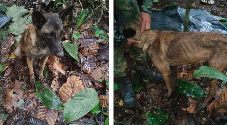 Perrito encontrado en la selva de Caquetá