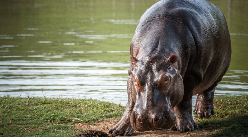 Hipopótamo en Colombia.