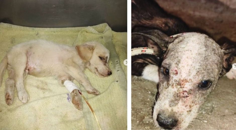 Moscú y Bebé, cachorros abandonados en la ciudad que hoy luchan por su vida.