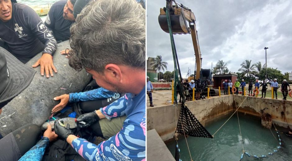 Corpamag Rescate del manatí sobrado de tiburón