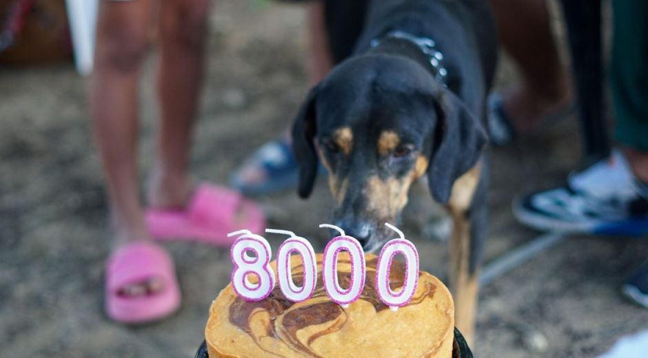Cortesía A noviembre de este año, la Alcaldía logró las 8.000 esterilizaciones a perros y gatos en el Distrito.