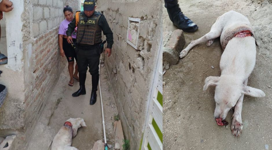 Cortesía Animal rescatado en Santa Marta