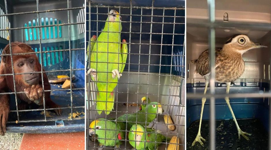 Policía Metropolitana de Santa Marta. Especie silvestres recuperadas.