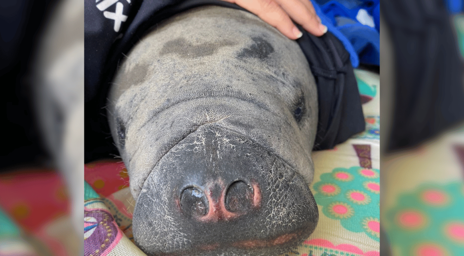 'Franquito' el manatí rescatado