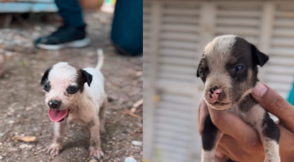 Alcaldía de Santa Marta rescató cinco cachorros abandonados en el Mercado Público