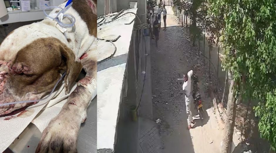 Brutal ataque contra un perro en Santa Marta