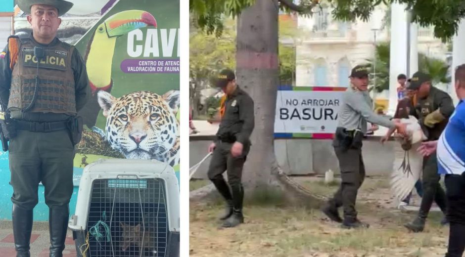 Cortesía Policía Ambiental y Corpamag, rescate