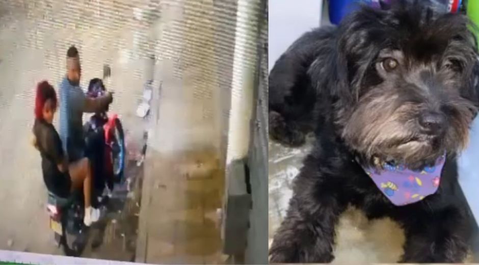 Cortesía Presunto robo de mascota.