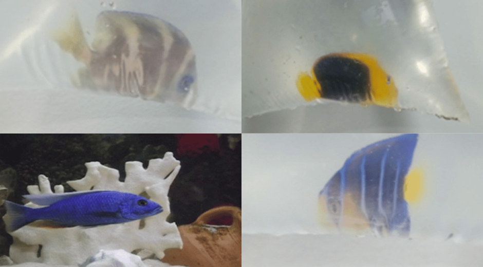 Cae red que traficaba corales y peces exóticos desde Taganga hacia EE. UU. y Perú