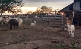 Predios recuperados en Sabanas de San Ángel, Magdalena.
