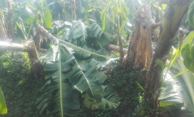 Más 50 hectáreas de cultivos fueron afectadas. 